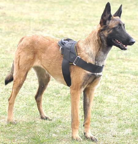 K9 Hundegeschirr Nylon für Malinois